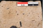 Foto (Detailansicht) von Araucaria sternbergii Goeppert (NHMW-GEO-2024-0188-8273)
